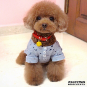 一种全民绿色挖矿的区块链宠物：Teddy(泰迪)